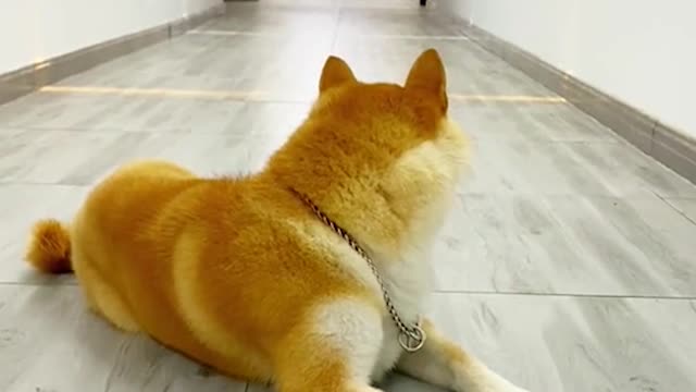 dog forgotten by owner