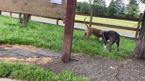 German Shepherd Attacks Pitbull [OFF LEASH DOG PARK]