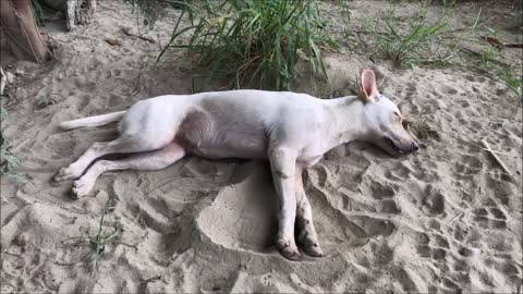 21_1005大里 草湖溪流浪犬