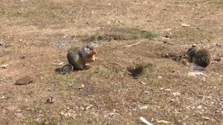 Friendly ground squirrels come above ground for treats