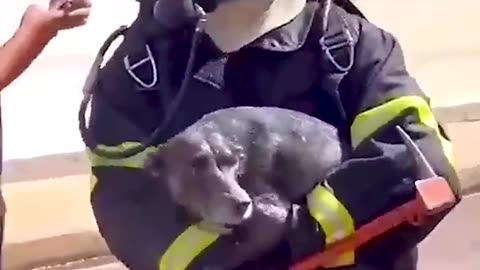 Firefighter Rescues Dog From Burning Building
