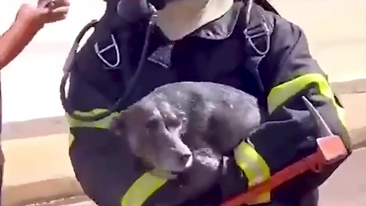 Firefighter Rescues Dog From Burning Building
