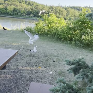 The seagulls on the riverv