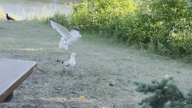 The seagulls on the riverv