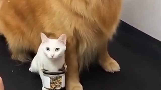 Lovely Cat, black cat, cats, funny cats, funny cat videos 1349
