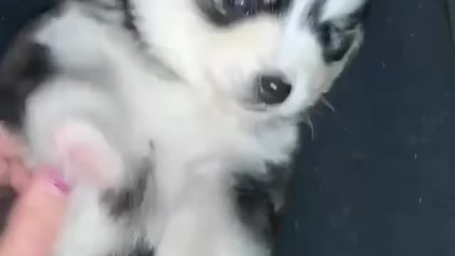 Pomsky puppy attacked by the tickle