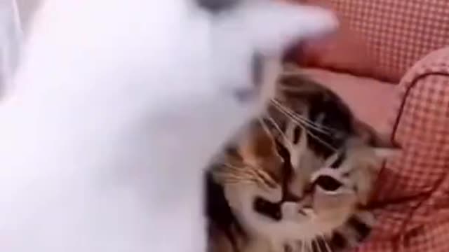 Cute Funny Cat compilation 😍😍😍😍