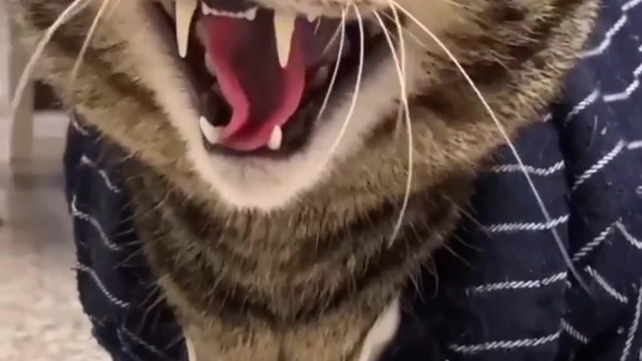 ANGRY CAT