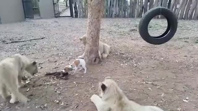 Look at his courage this puppy 😍😍😘