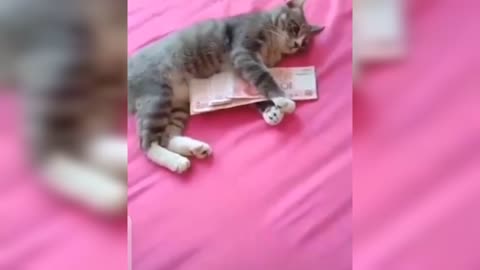 Funny video This cat won't let go of my money