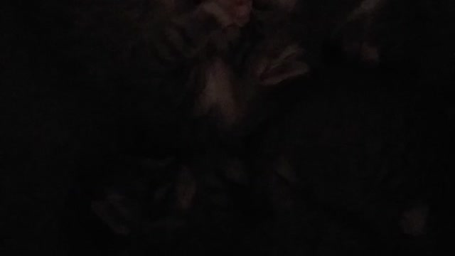 Cute kittens waking up