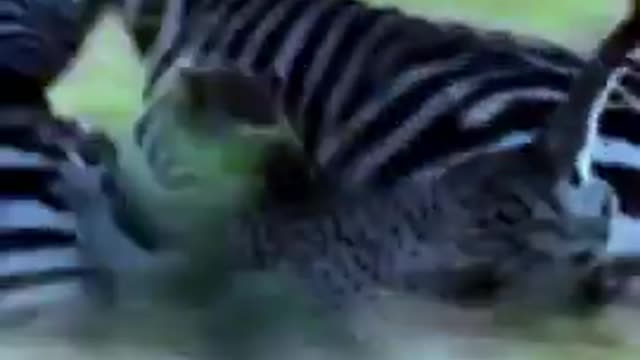 Zebra vs cheetah