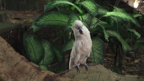 Our cute Pet :Close Up View Of A White Parrot®NoCopyright Video