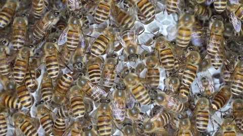 Honeybee observation hive in Summer. Japanese honeybees (apis cerana japonica)