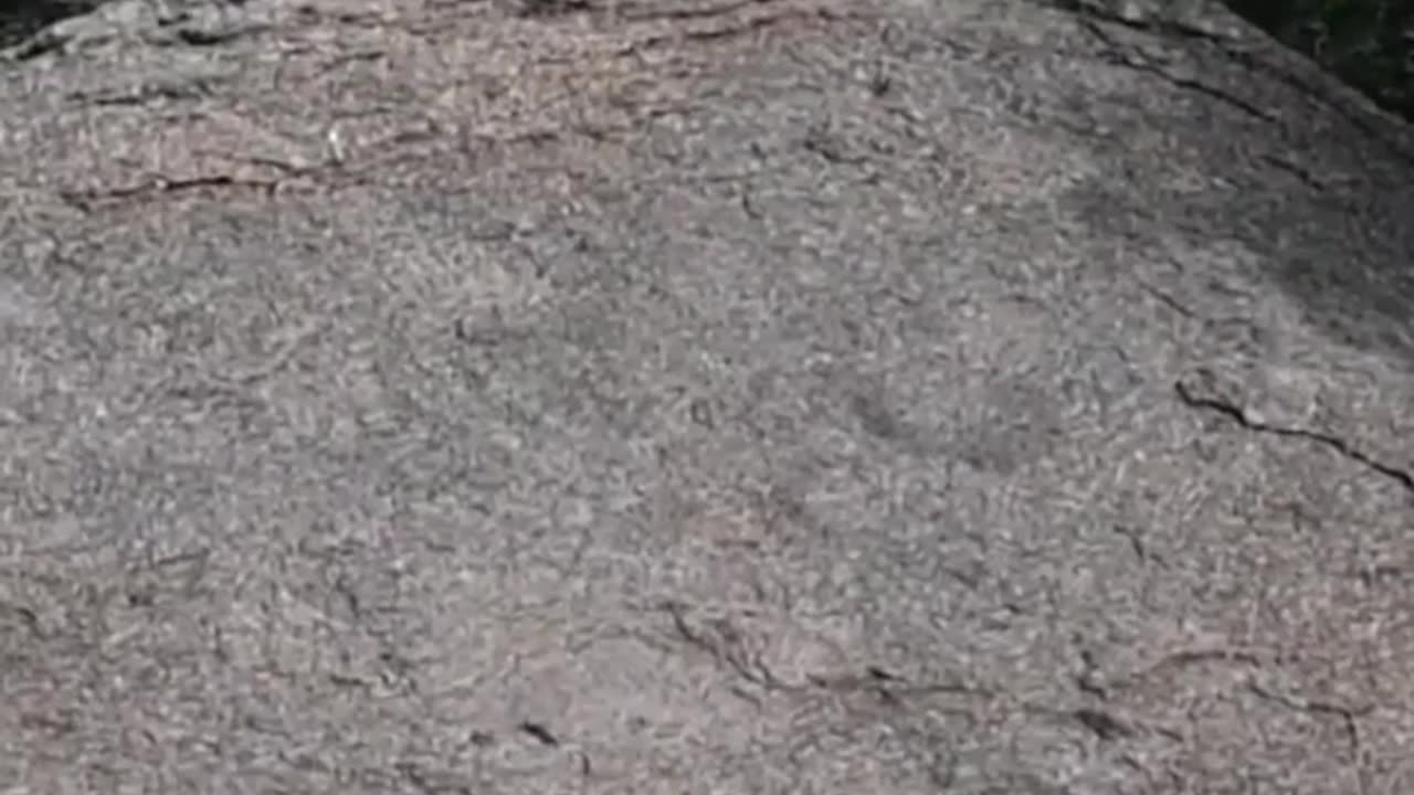 Wildlife in closer view with a natural perspective.