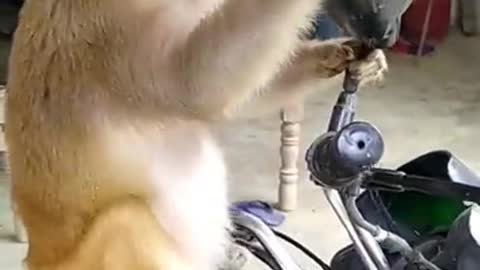 Funniest monkey/ Monkey scared when see the mirror/ funniest animal