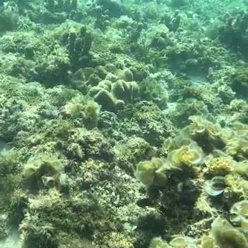 Snorkeling Adventures, Philippines Amazing clear water in a tropical underwater wonderland Sea Slug