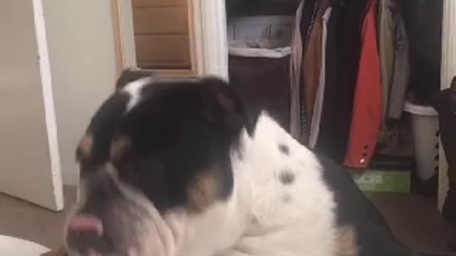 Bulldog struggles to jump on the bed