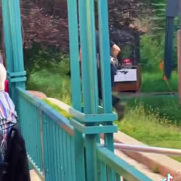 Brown bear chase by police officer.mp4