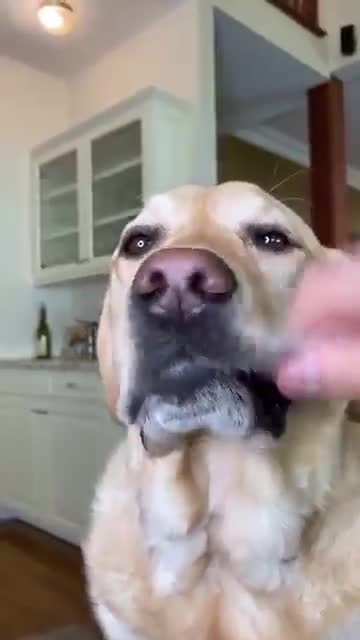 Super Funny Dog Video / Dog Funny Viral Video