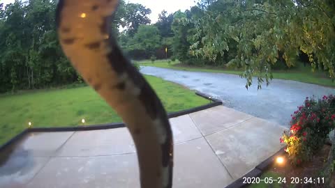 Snake Slithers On Security Camera