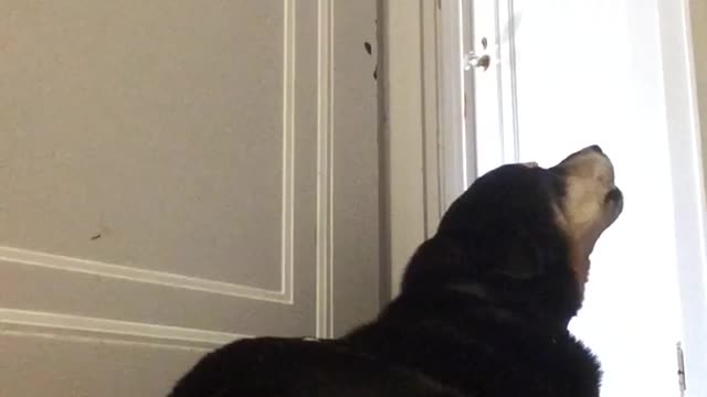Black dog laying on hardwood sings to violin