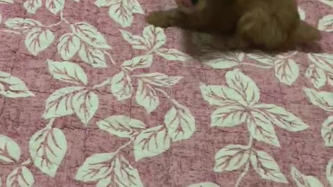 A puppy playing with toy
