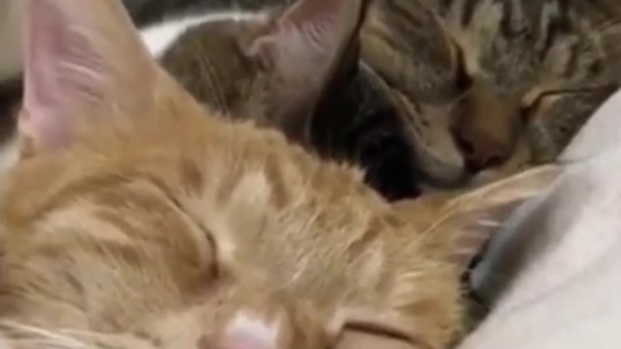 Funny Cat Video 2023 - Cat Compilation Part 1