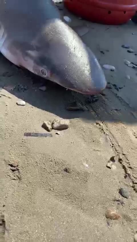 Kapet nje peshkaqen ne Gjirin e Lalzit