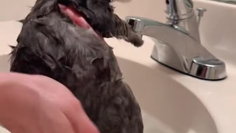 Give your pet a bath