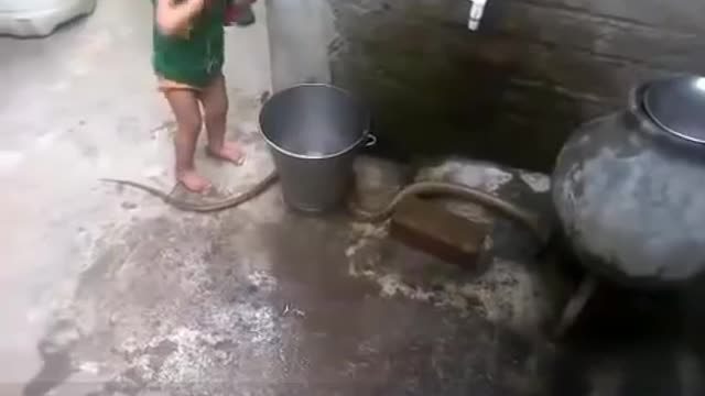 Child Playing with King Cobra Snake Amazing Video 2021!