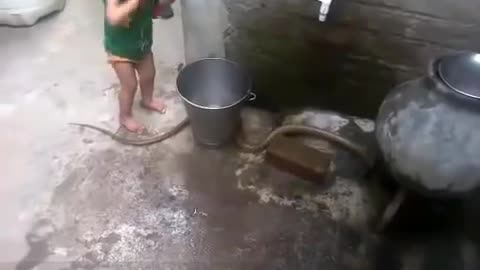 Child Playing with King Cobra Snake Amazing Video 2021!