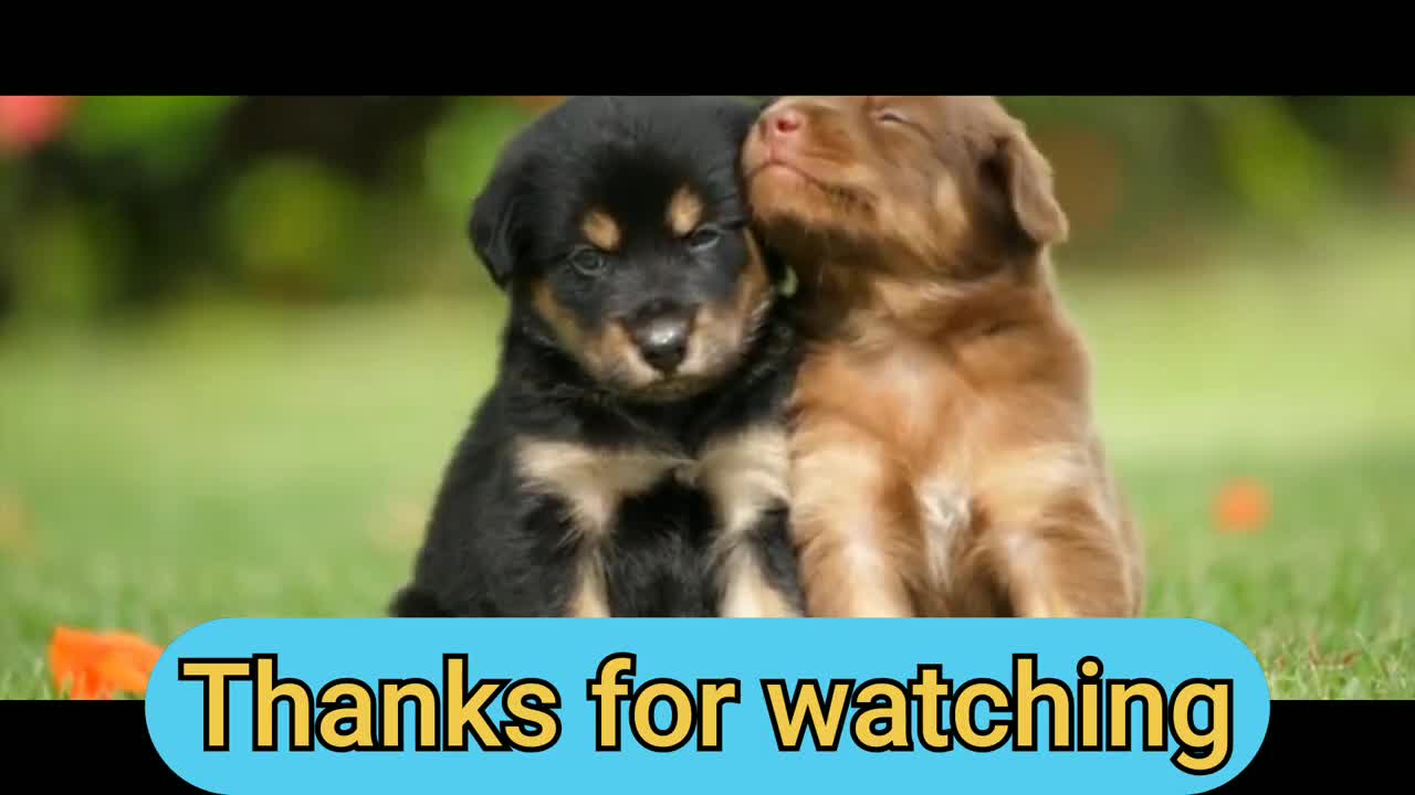 Funny Puppies | Funny Animals-Best of 2021 | Super Cute Animals | Funniest Animals |Baby Dogs 🐶🐕🐕