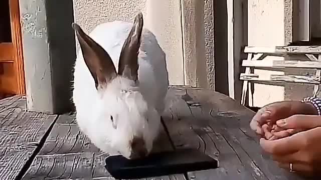 Rabbit picks up napkins