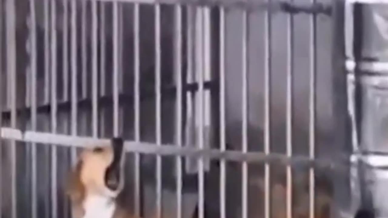 Funniest animals 2023 π±In tiktok π Funny and Fails Pets Video