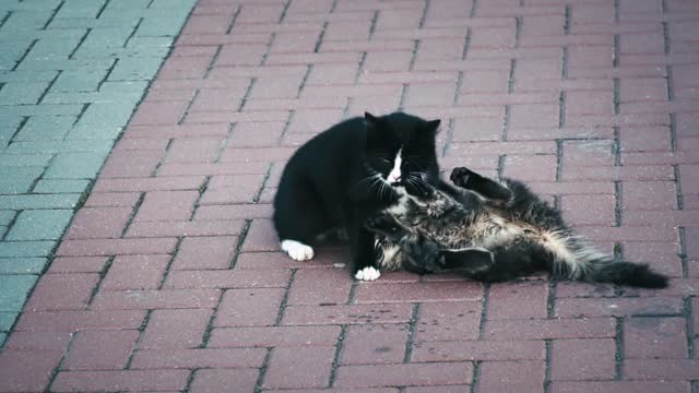 The cat and its owner are entertained