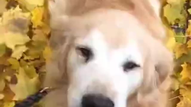 happy dog on tiktok