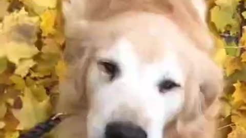 happy dog on tiktok