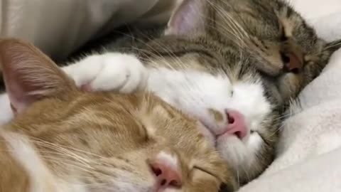 cute cats