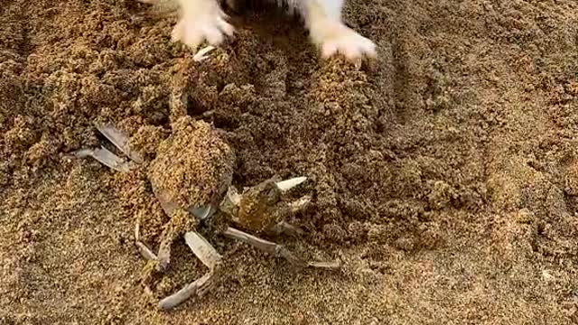 My Puppie