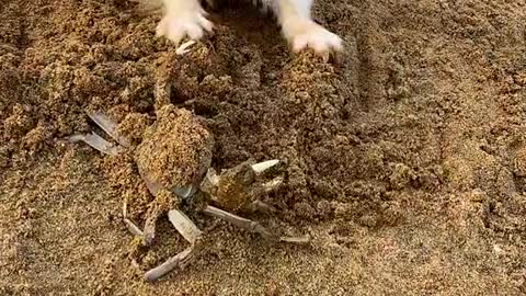 My Puppie