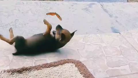 Butterfly attacking dog