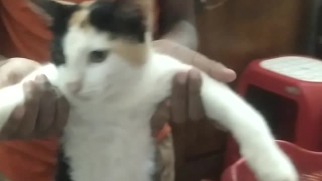 Video of pushy cat