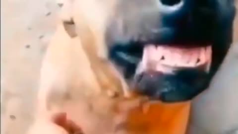 Cute dog funny video #cutedog#funnydog#dog#funny