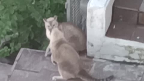 Unos gatos pelando duró 😸😸😡