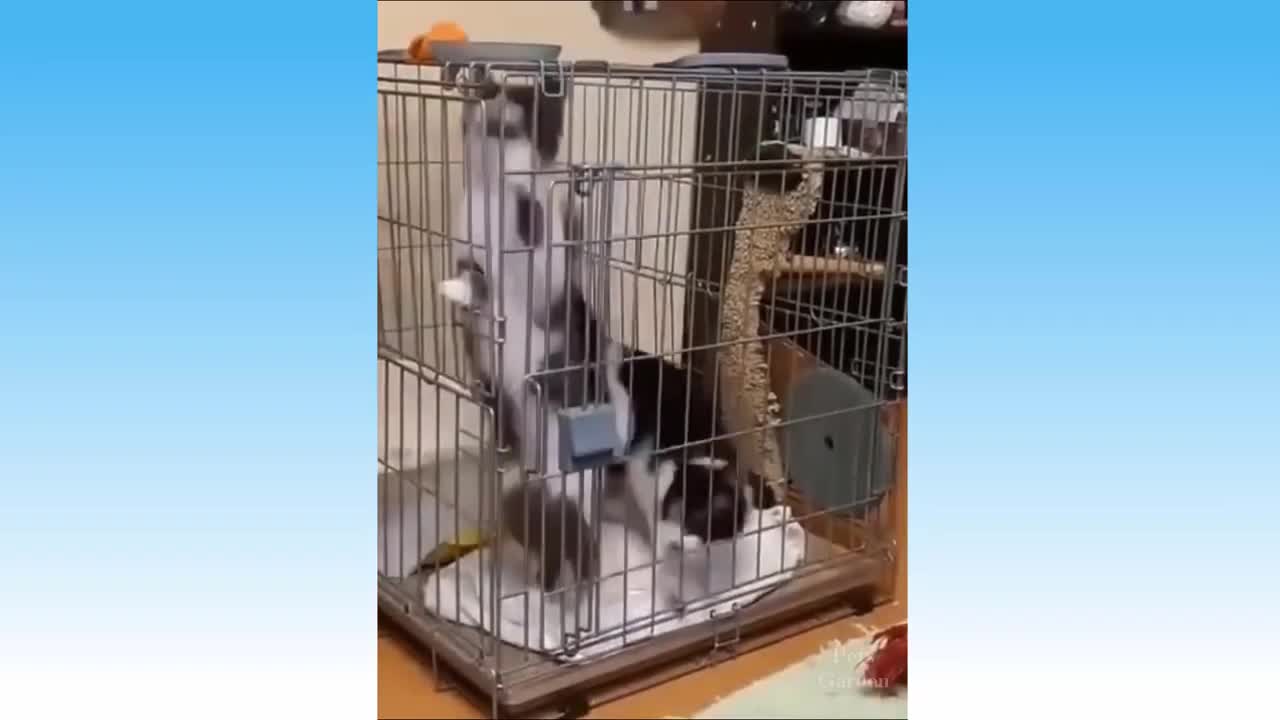 Cute, adorable and fun pets.