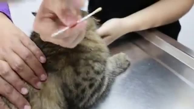 An indoor cat scratches her neck bald - ear infections