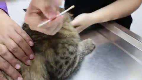 An indoor cat scratches her neck bald - ear infections