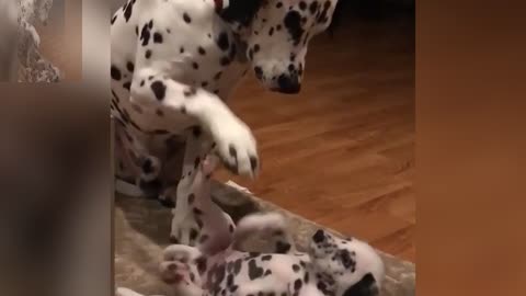 The mother dog and her child are playing