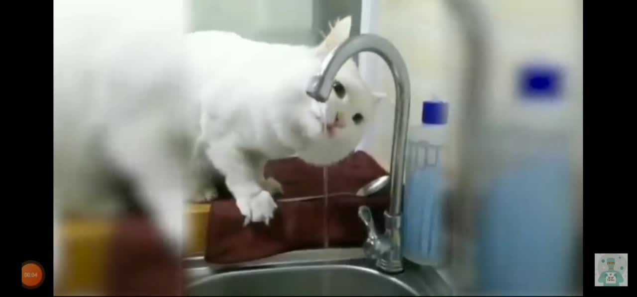 Cat drinking water..